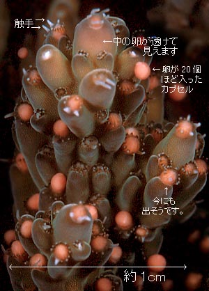 cb-i-abc-spw01.JPG (37416 oCg)