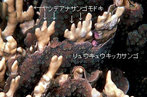 cb-i-fgt01.JPG (28208 oCg)