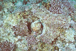 cb0129m2