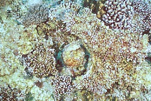 cb0219m2