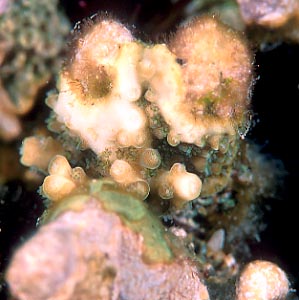 cb0415mn.jpg (24980 ???)