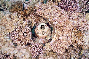 cb0521m2.jpg (42561 ???)