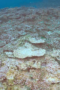 cb0615m1.jpg (29445 oCg)