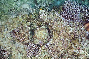 cb0615m2.jpg (37845 oCg)