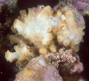 cb0615mn1.jpg (23295 oCg)