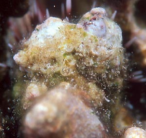 cb0816mn1.jpg (24861 oCg)