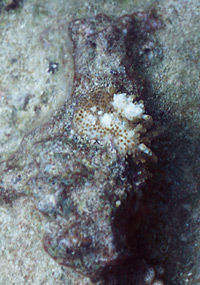 cb090821mc1.jpg (30558 ???)