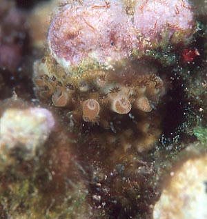 cb0920mn3.jpg (28381 oCg)