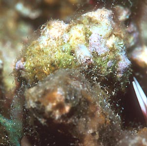 cb0c12mn1.jpg (28614 oCg)