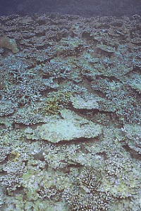 Cb1325m1.jpg (34965 oCg)