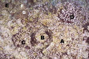 cb1325m2.jpg (39517 oCg)