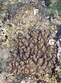 cb1325mg.jpg (33061 oCg)