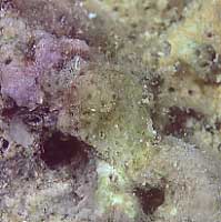cb1725mn16-1.jpg (15744 oCg)