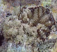 cb1725mn16-2.jpg (18854 oCg)