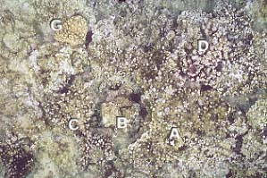 cb1826m2.jpg (32087 oCg)