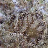 cb1826mn16-1.jpg (20510 oCg)