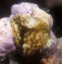 cb2518mn25-1.jpg (15196 oCg)