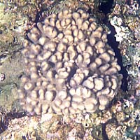 cb29mg