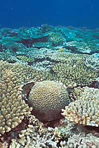 coral bl980704ma1.JPG (26641 oCg)
