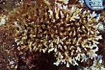 coral bl981027ma-10.JPG (17136 ???)
