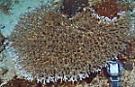 coral bl981027ma-26.JPG (15561 ???)