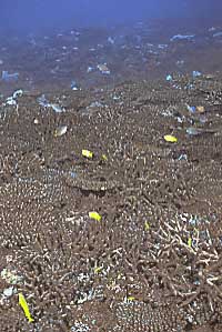 coral bl981031ma1.JPG (23218 ???)