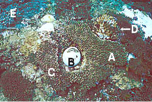 coral bl981031ma2.JPG (39486 ???)