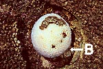 coral bl981031mab.JPG (17011 ???)