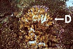 coral bl981031mad.JPG (17264 ???)