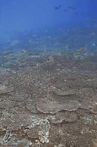 coral bl981201ma1.JPG (13969 ???)