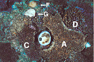 coral bl981201ma2.JPG (38635 ???)