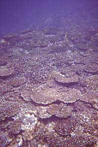 coral bl981219ma1.JPG (20218 ???)