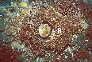 coral bl981219ma2.JPG (39037 ???)