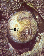 coral bl981219mab.JPG (21942 ???)