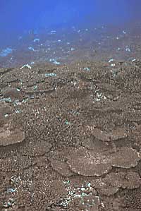 coral bl981115ma1.JPG (18876 oCg)