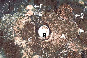 coral_bl981115ma2.JPG (39369 ???)