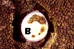 coral bl981115mab.JPG (15420 ???)