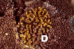 coral bl981115mad.JPG (16712 ???)