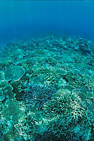 coral_bl_1-1.JPG (29052 ???)