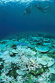 coral_bi_1-2.JPG (11908 ???)