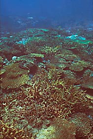 coral bl1-4.JPG (28599 ???)