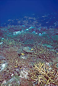 coral bl 1-5.JPG (27588 ???)