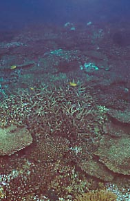 coral bl 1-7.JPG (21983 ???)