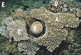 coral bl 2-1.JPG (27655 oCg)