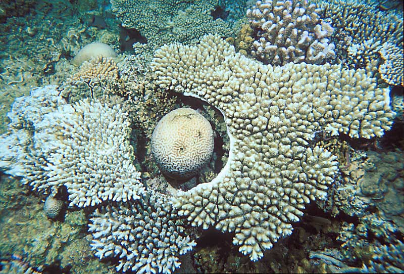 coral_bl_2-1aa.JPG (145344 ???)