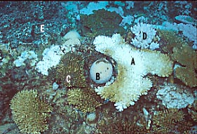 coral bl2-3.JPG (32704 ???)