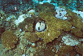coral bl2-4.JPG (33890 ???)