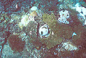 coral bl 2-6.JPG (32058 ???)
