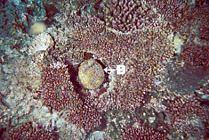 coral_bl990103ma2.JPG (40004 ???)
