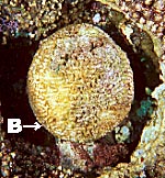 coral bl990103mab